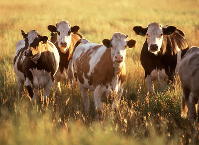 Cattle