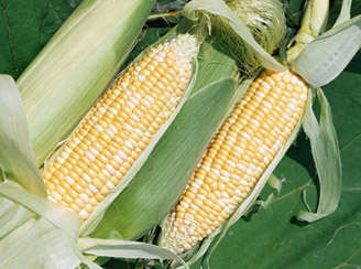 Corn