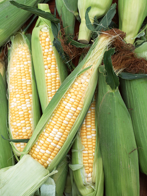 Corn