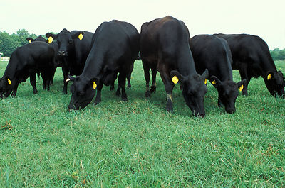 Cattle grazing