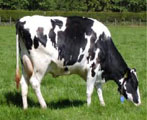 Dairy cow