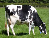 Dairy cow