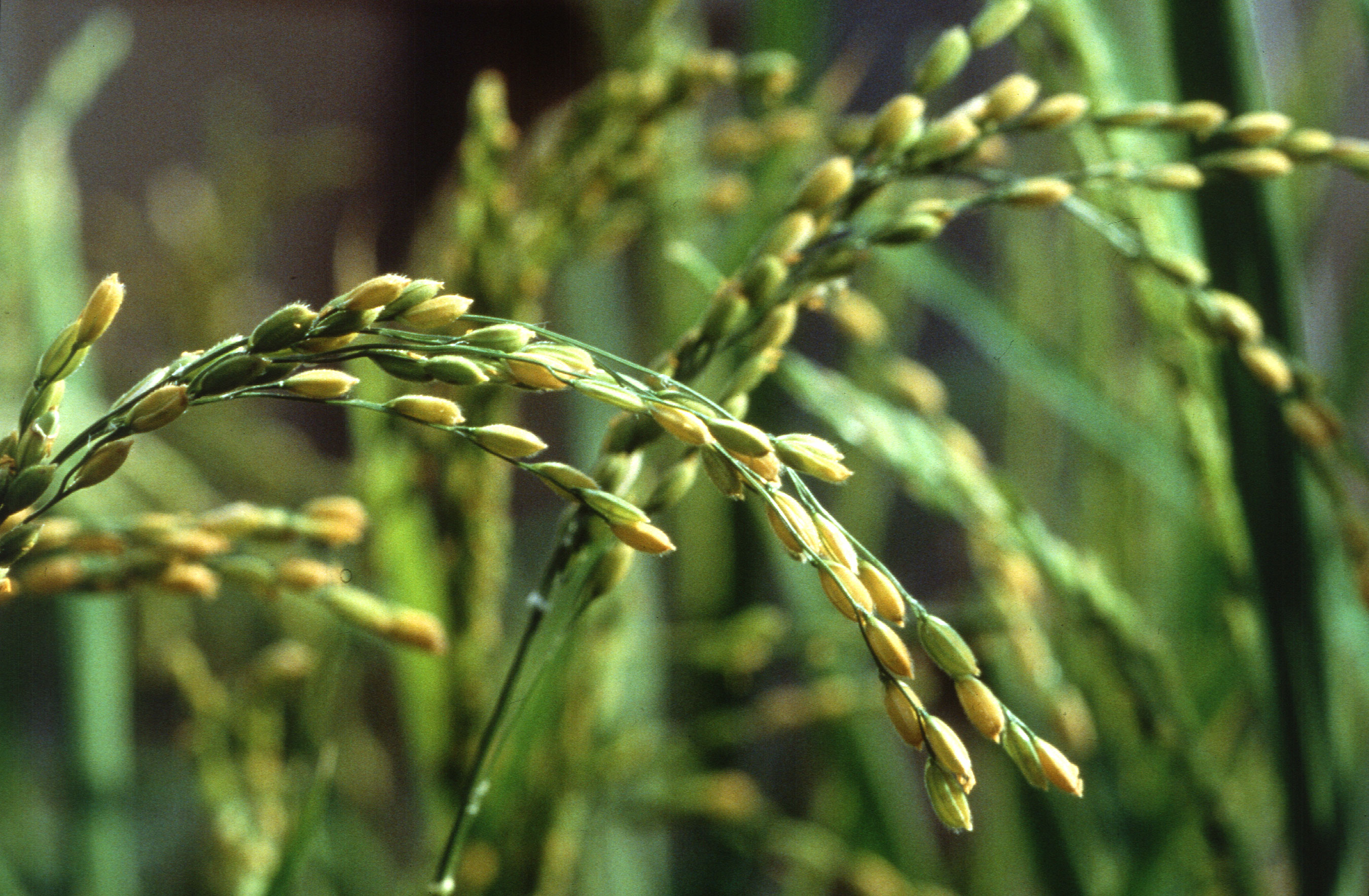 Rice crop