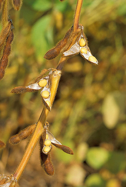 Soybean plant