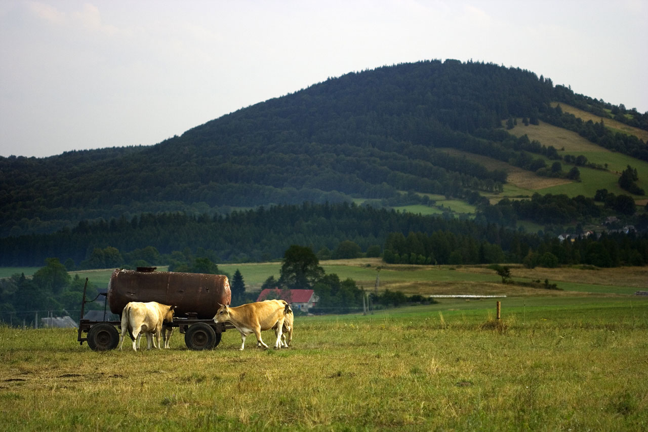 Cows drinking in a pasture