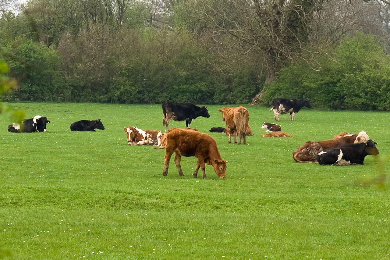 Cows in a field