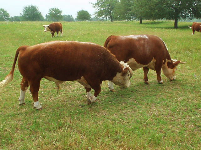 Beef cows