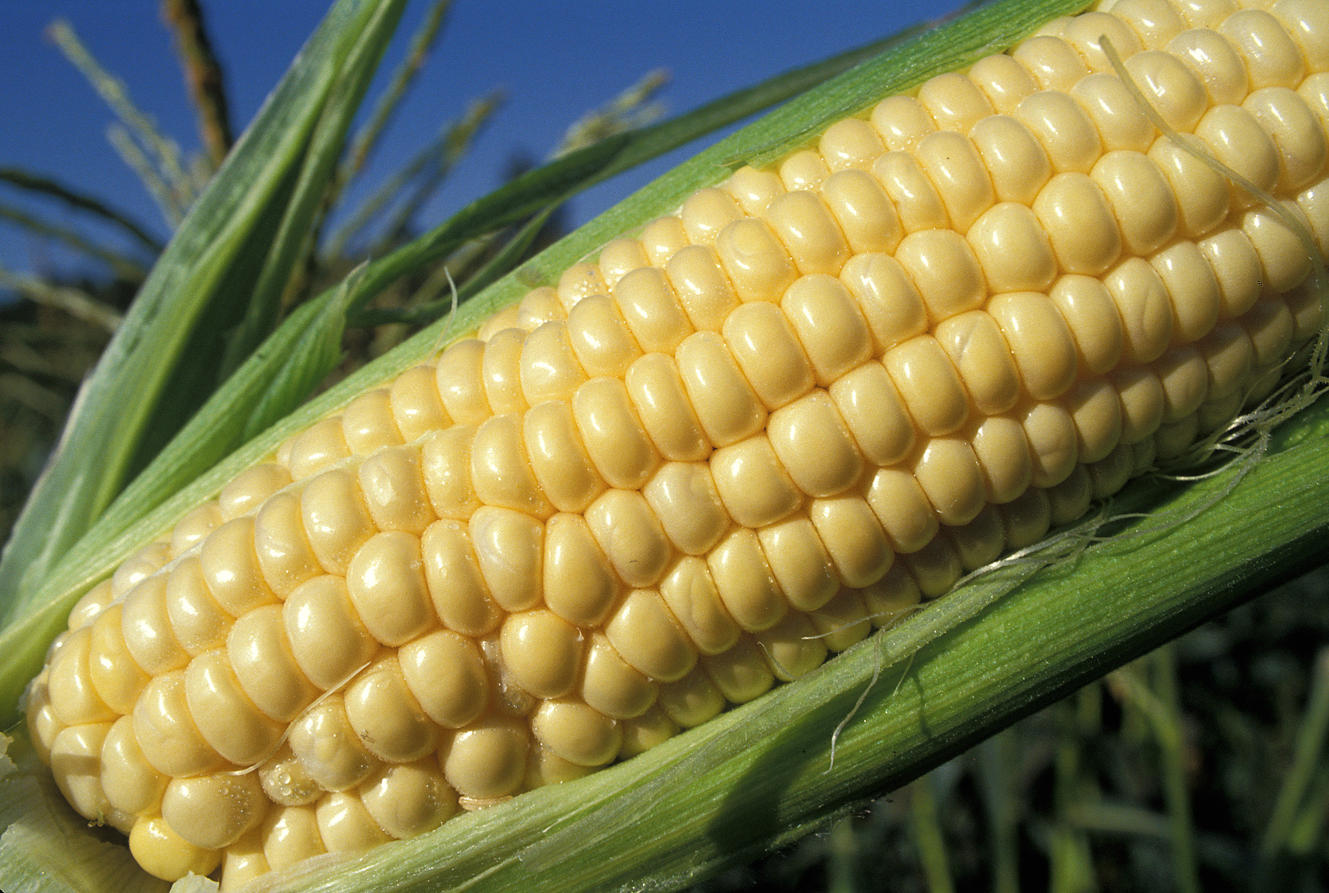 Corn