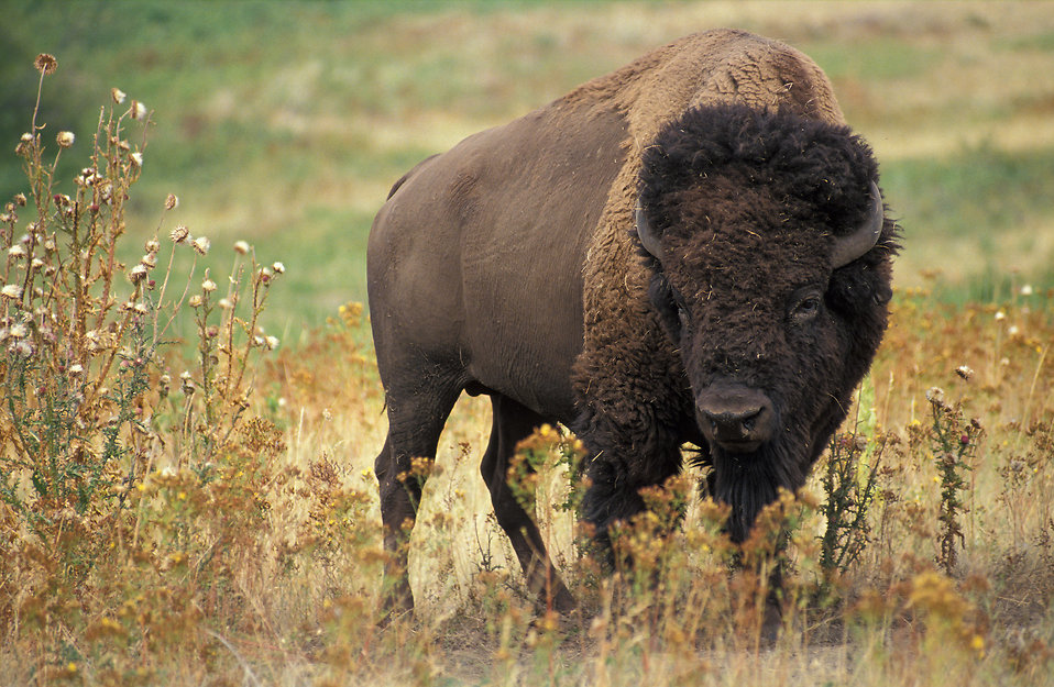 Buffalo