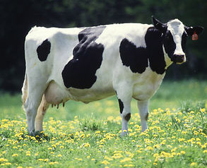 Cow