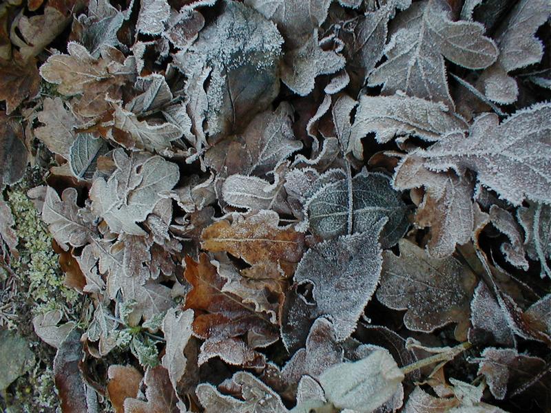 Frost covered leaves