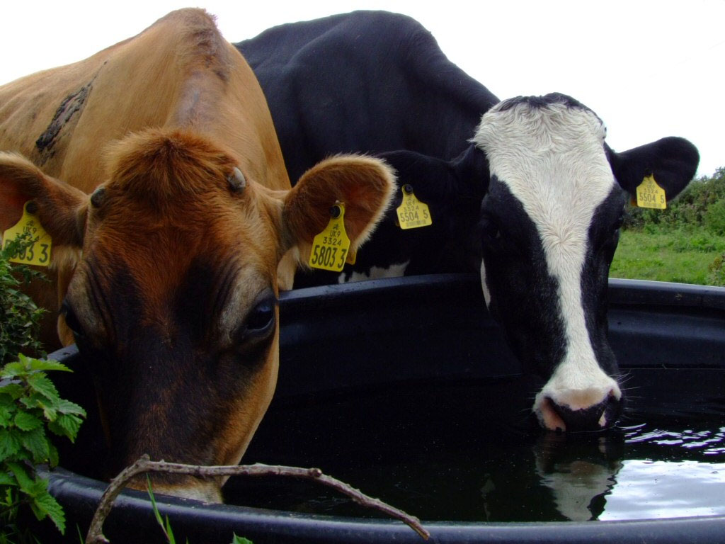 Cows drinking water