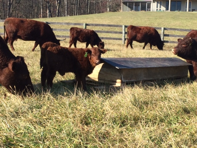 Cows with feeder